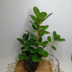 2025年最新】ガジュマルの人気アイテム - メルカリ