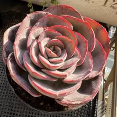 umesuke様 リクエスト 3点 まとめ商品