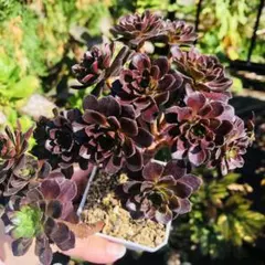 速達　メル84991様 リクエスト 2点 まとめ商品