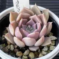 2026年最新】オーズプランツ苗の人気アイテム - メルカリ