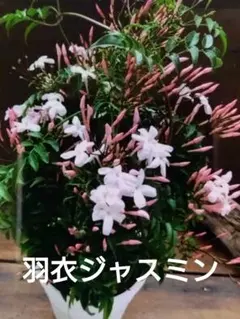 羽衣ジャスミン 　　　　　　　　　　　 　　　　　　　　　　　多年草・宿根・常緑