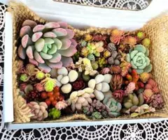 多肉植物詰め合わせ⑦ カット苗 ちまちま寄せにも