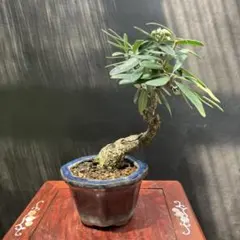 トムさま専用【セール】オペルクリカリア パキプス 枝挿し 3年