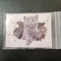 猫 壁破り ステッカー 横17cm x 縦13cm