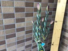 2025年最新】ピメレア ピソディスの人気アイテム - メルカリ