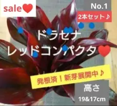 2026年最新】複数購入で値引き可能ですの人気アイテム - メルカリ