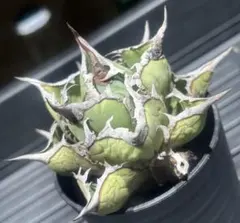 2026年最新】アガベ イラン株の人気アイテム - メルカリ