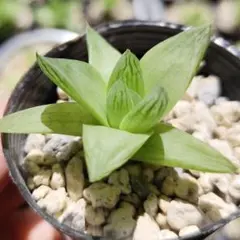 クラッスラ デルトイデア タンクアカルー 抜き苗 多肉植物 - メルカリ