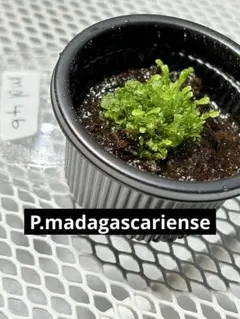 P.Madagascariense 子株付き Platycerium madagascariense