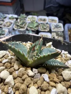 アガベ オアハカ産 オテロイ チタノタ 実生 - メルカリ