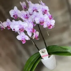 胡蝶蘭 希少種 月の雫 現品発送 - メルカリ