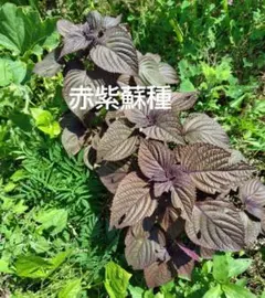 赤紫蘇の種 園芸 家庭菜園