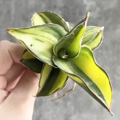 2025年最新】サンスベリア斑入りの人気アイテム - メルカリ