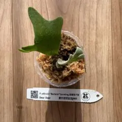 ビカクシダ P. willinckii 'Bacteria' スポア株のサムネイル