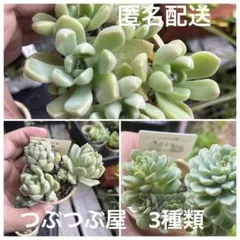 2025年最新】つぶつぶ ざらめの人気アイテム - メルカリ