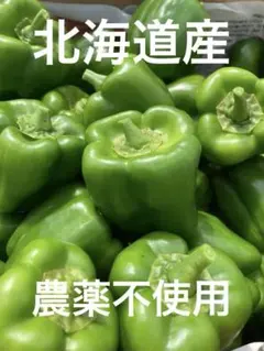 北海道産 肉厚ピーマン 60サイズのサムネイル