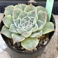 2025年最新】ハルビンゲリの人気アイテム - メルカリ