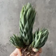 2026年最新】ハオルチアの人気アイテム - メルカリ