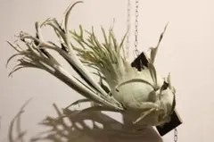 2026年最新】veitchii auburn riverの人気アイテム - メルカリ