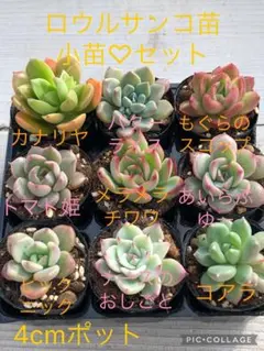 2026年最新】ロウルサンコ 多肉の人気アイテム - メルカリ