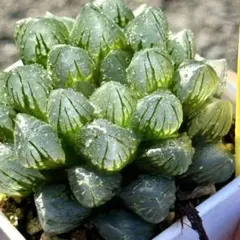 m*u様 OMオブツーサ錦　親株　超美株　ハオルチア　観葉植物　30