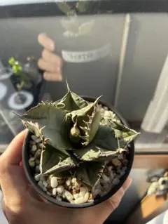 アガベ　大株セット【格安】 2026年最新】アガベ大株の人気アイテム - メルカリ