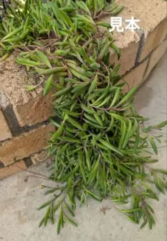 多肉　ルビーネックレス　100g