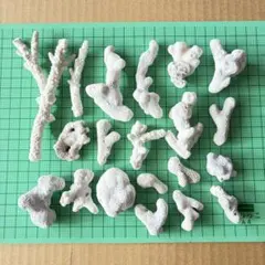 珊瑚 工作素材