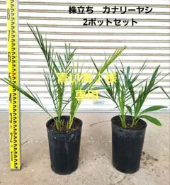 【手渡限定】カナリーヤシ 楽天市場】カナリーヤシ（観葉植物｜花・観葉植物）：花