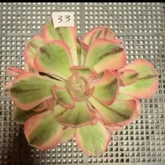 22 #観葉植物アエオニウム❤️ヨンジャ錦❤️ 燕姿錦❤️ 1大頭12cm 拔