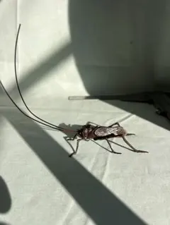 Item thumbnail for item 30f38495-630c-4a54-b107-d6729d415733