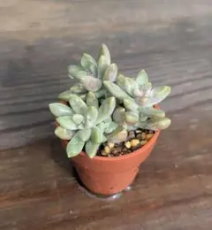 多肉植物 姫秀麗