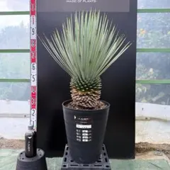 2025年最新】ユッカ リギダの人気アイテム - メルカリ