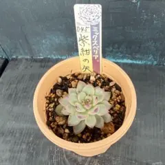 ミックスベリア 紫紺の矢