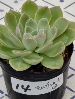 14 モルゲンロート②／ミックスベリア　多肉植物