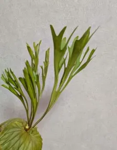 やまさん専用　ビカクシダ　リドレイ　細葉 Amazon.co.jp: frog_yamato【ridleyi nano】リドレイ ナノ 細葉