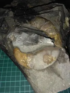 2025年最新】北海道産アンモナイトの人気アイテム - メルカリ