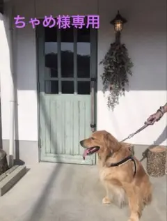 ❤️チューリップ❤️