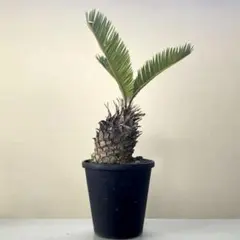 2025年最新】蘇轍の人気アイテム - メルカリ