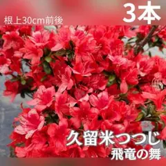 太*郎様 ※説明必読 クルメツツジ 4本セット 来年用に 久留米ツツジ