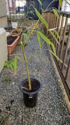 2025年最新】布袋竹?の人気アイテム - メルカリ