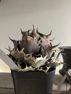 2025年最新】アガベ シーザー 親株の人気アイテム - メルカリ