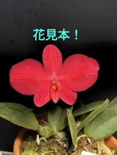 2025年最新】洋蘭 原種の人気アイテム - メルカリ