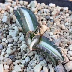 2026年最新】太陽神 アガベの人気アイテム - メルカリ