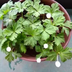 Verdure*⇨ラップ❌でお願いします様 リクエスト 2点 まとめ商品