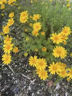 ダールベルグデージー　猫避け　種大量増量中　多年草　宿根草　長く咲く花　秋蒔き種
