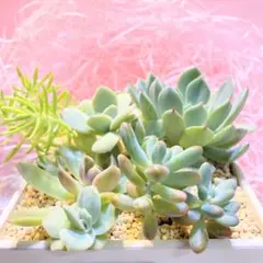 七福美尼さんとプシケちゃんとその他の寄せ植えさん ☆7月4日ミドリンに…値下げ☆のサムネイル