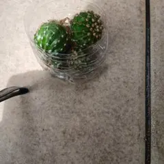 サボテンのサムネイル