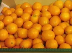 【うさこ専用様】　甘〜い完熟キンカン 1.2kg（匿名直送＆翌日発送）