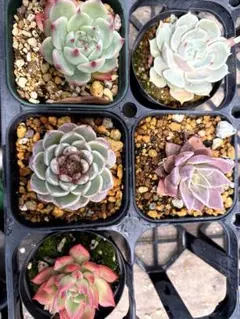 韓国苗　エケベリア　5種セット